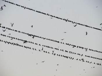 birds-385310_960_720